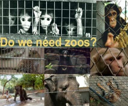 Animals should not be kept in zoos